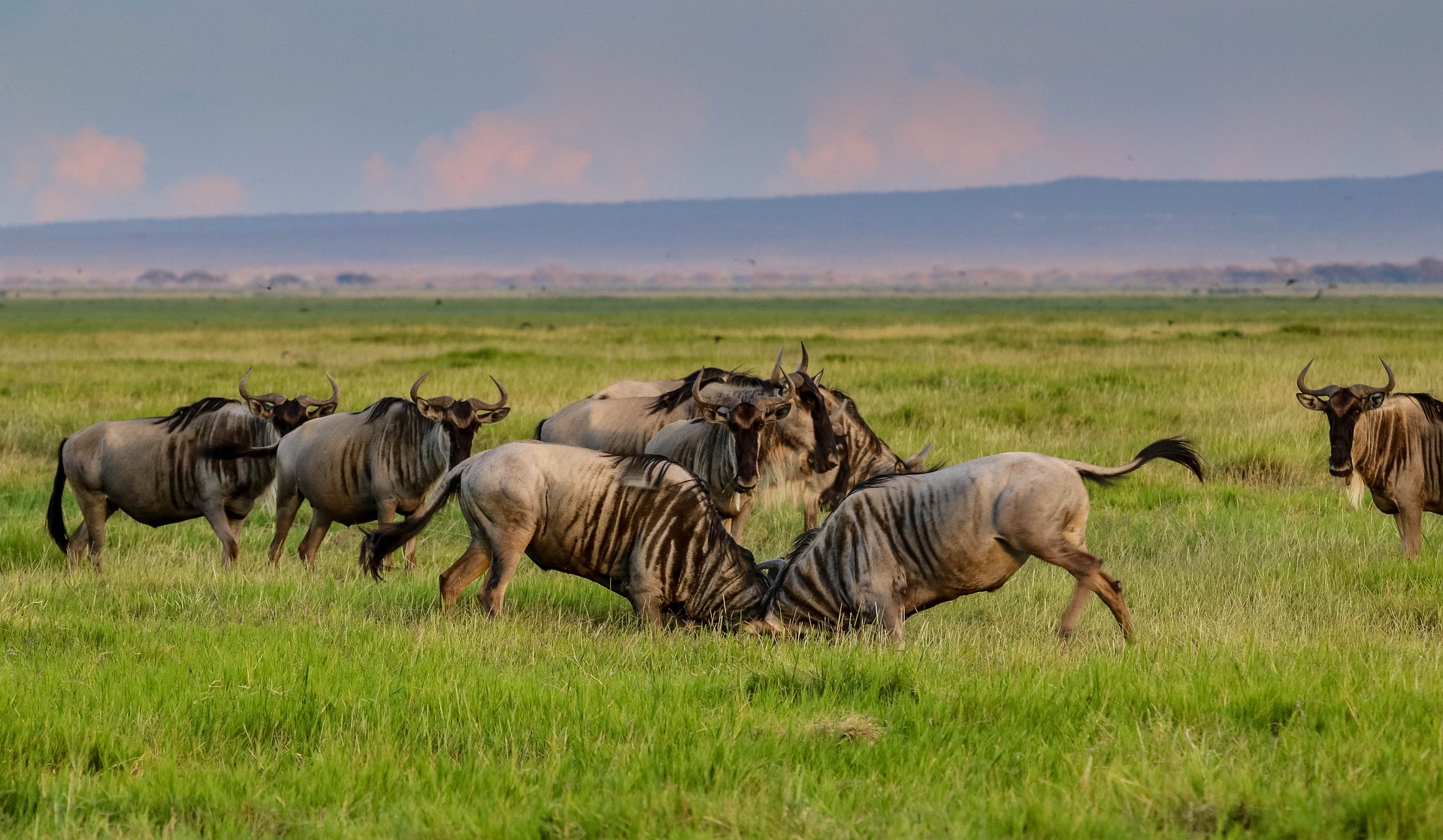 DAYS 3NIGHTS SAFARI TO MASAI MARA GAME RESERVE