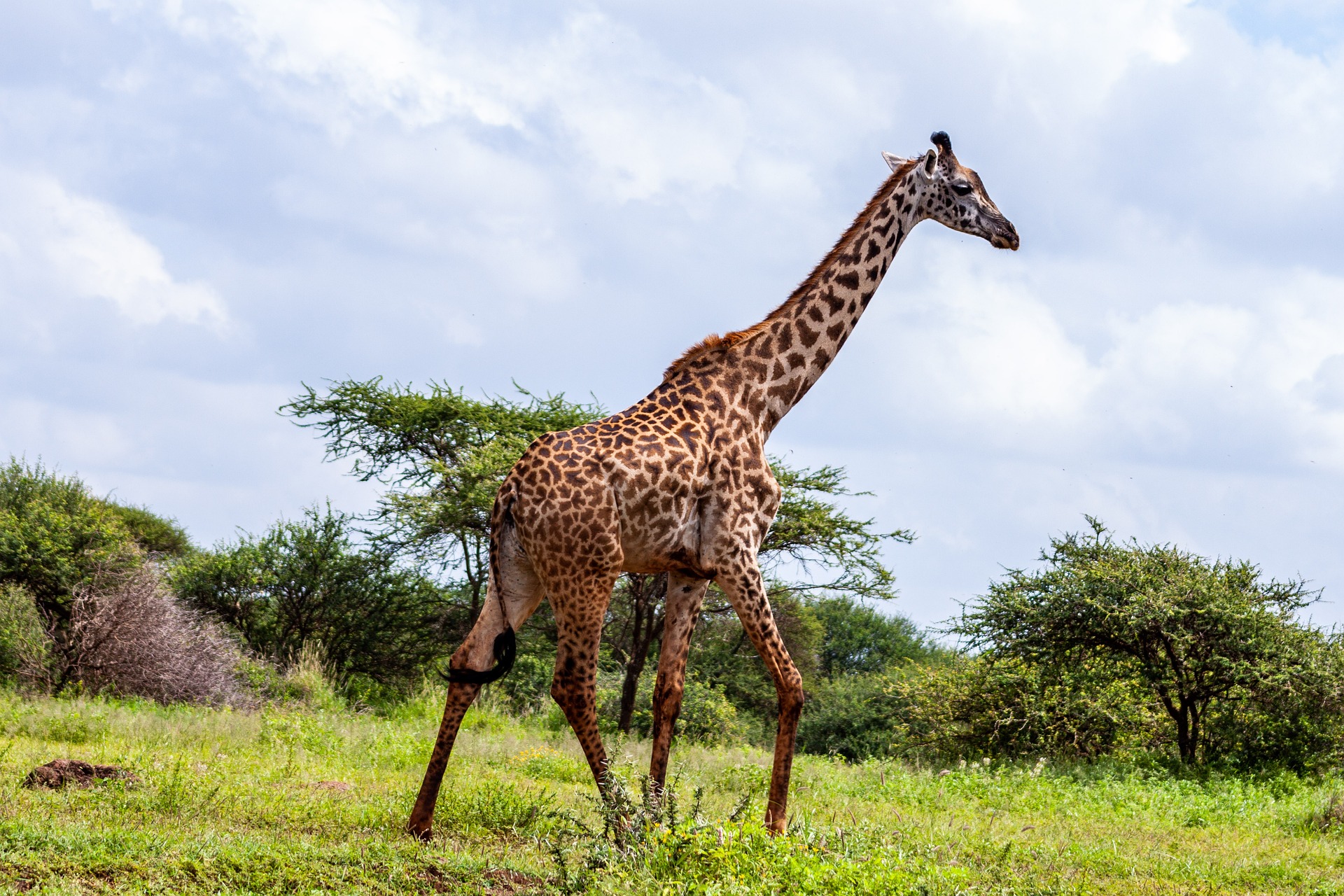DAYS 3NIGHTS SAFARI TO MASAI MARA GAME RESERVE